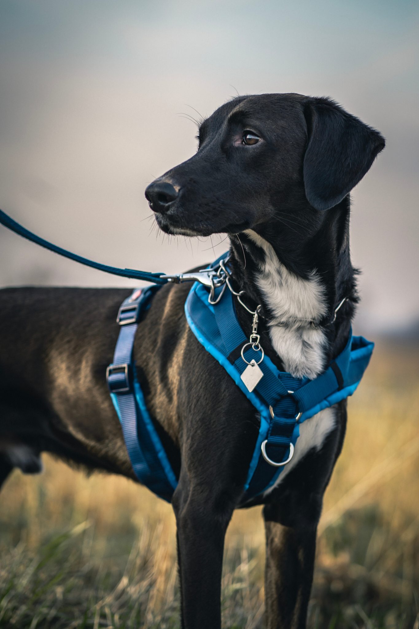 Officer Gus: Police department welcomes new therapy dog