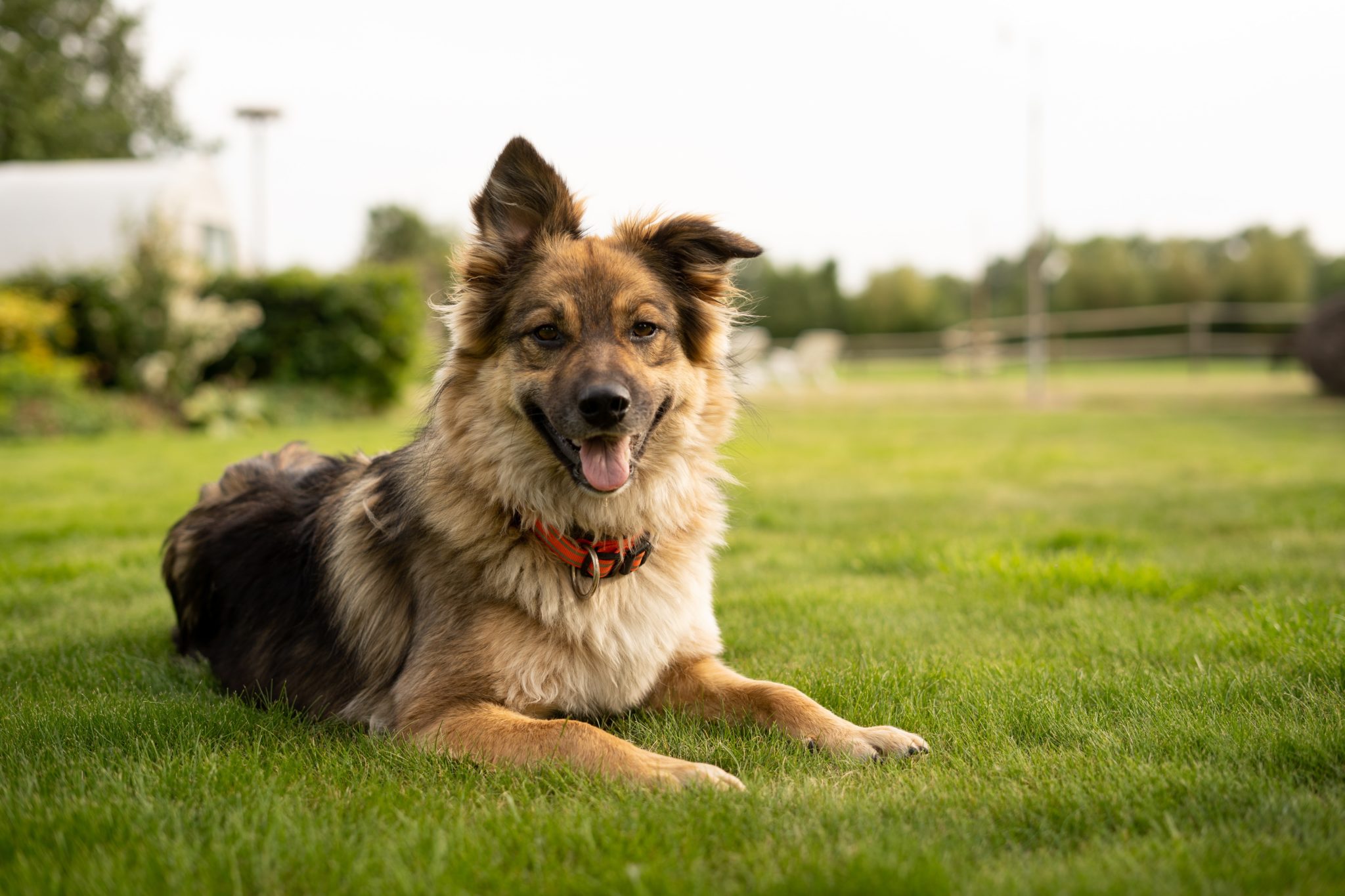 Officer Gus: Police department welcomes new therapy dog